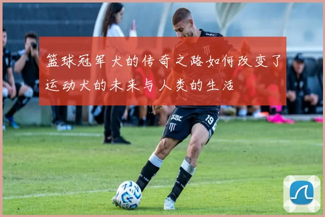 篮球冠军犬的传奇之路如何改变了运动犬的未来与人类的生活